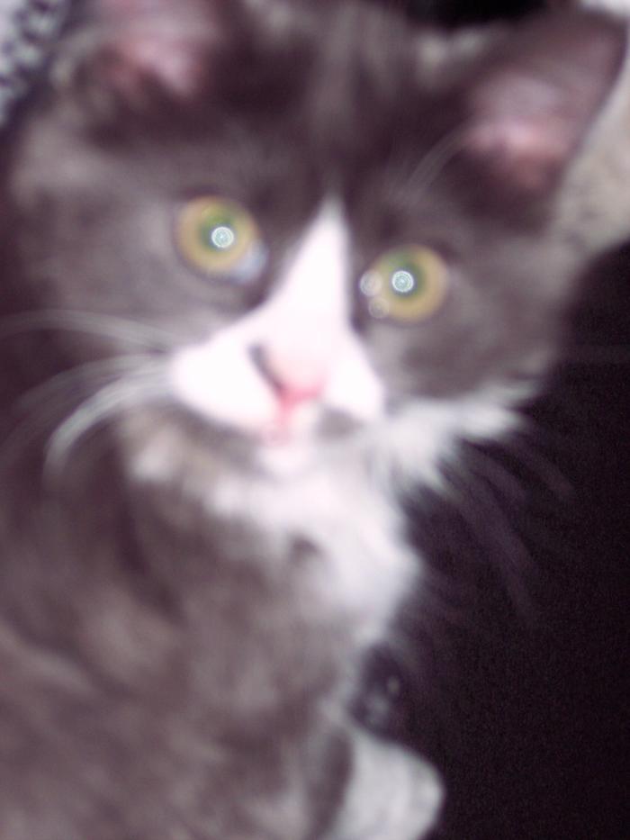 my kitty 2008