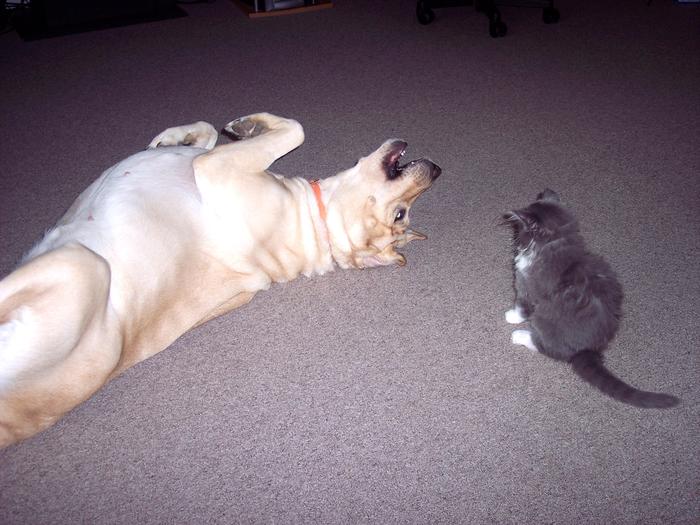 my dog and kitty 2008