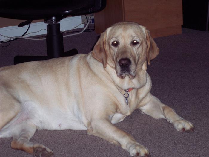 my doggie 2008