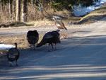 Some of the wild turkey's in the neighbourhood
