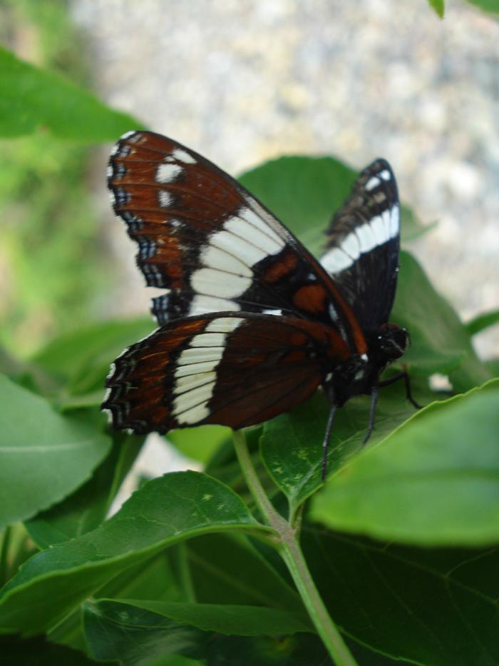 This butterfly is beautiful, what you can't see is the broken wing.  Kind of like all of us!