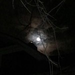 Cat - Full Moon on neighbor's roof
