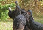 A "Rafter" of Wild Turkeys". ~ Their reintroduction has been a smashing success !