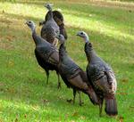The American Wild Turkey, thrives in my area.