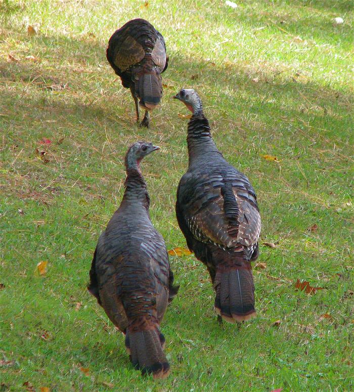Always on the lookout, turkeys are anything but dumb. Very smart infact !