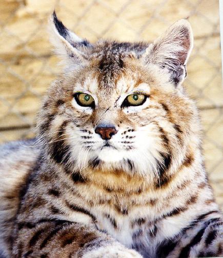 how Rufus sees himself -Canadian Lynx
