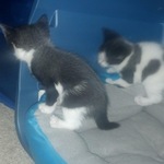 Our new kitty #2 is one on left!