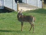 6 point buck in my backyard