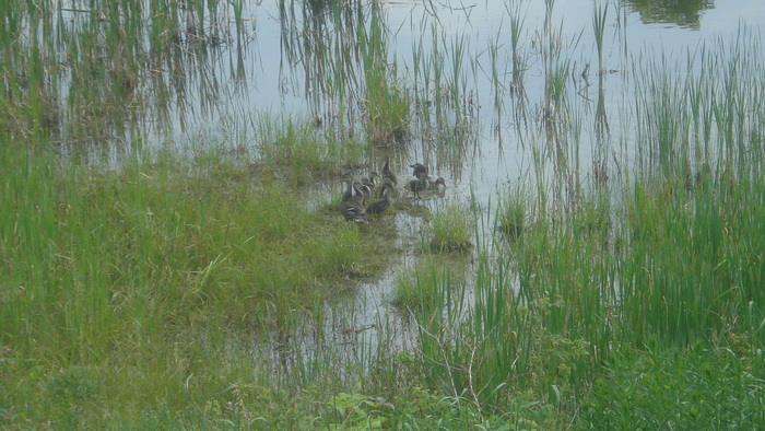 momma duck and her babies - 2013