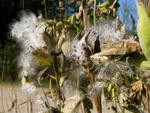 This is the "Milkweed" Plant.
