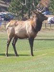 Elk (I was like 10 feet away)