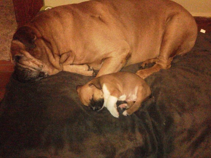 Here she is laying with Boogie..He's such a gentle giant :D 