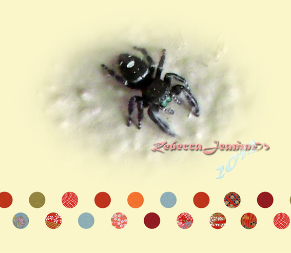 Jumping Spiders are CUTE!