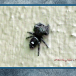 Jumping Spider on my house