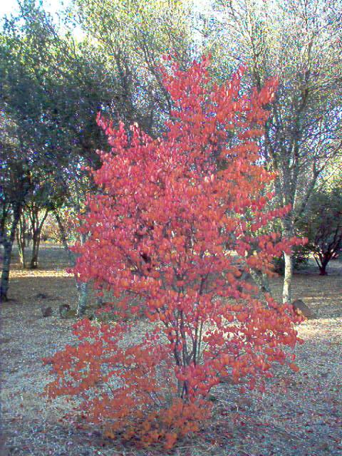 October western redbud