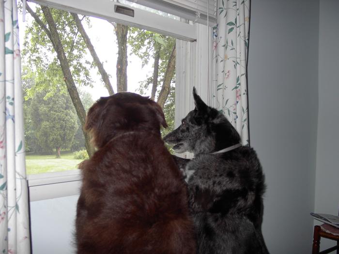 Bear and Syd watching the squirrel out at what used to be our dining room window
