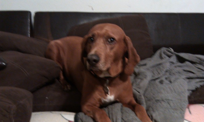 Hank is my baby....he is a 7 year old Redbone/Redtick Coonhound. Thank goodness he is a runt!
