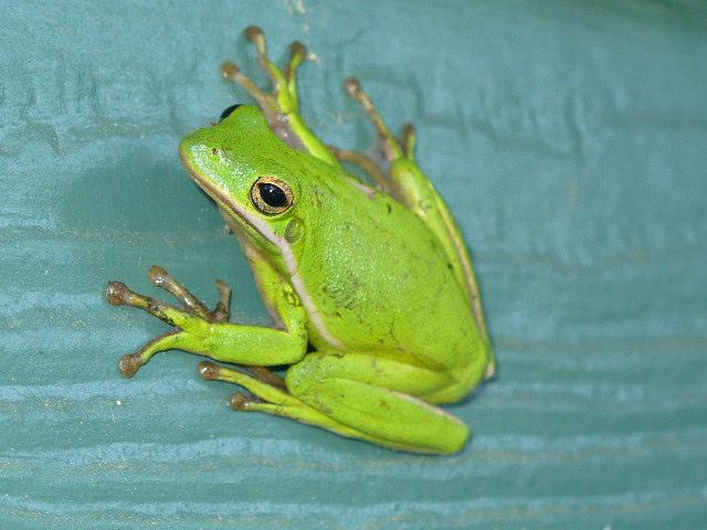 A frog askin, "What u lookin at?"  :-)