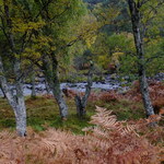 foreground bracken, silver birch and river