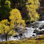 gold leaf silver birch and river