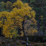 gold leaves silver birch close up