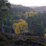 golden silver birch and surrounding trees and mountain