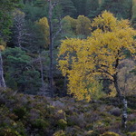 golden silver birch amonst pines and heather