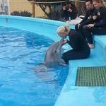 My sister swimming with dolphins at Marine World