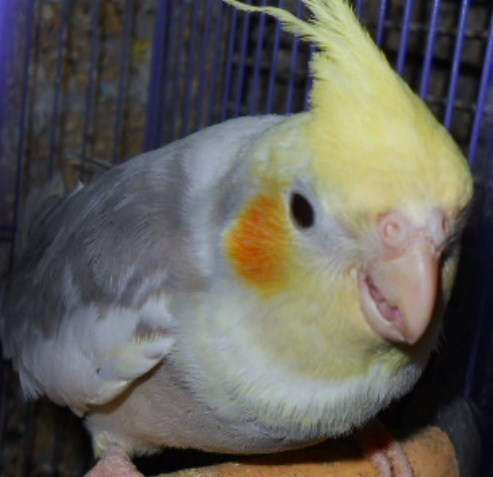 My bird :0) name is Birdee.  Talks so sweet