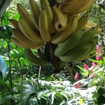Home grown Bananas hanging to ripen