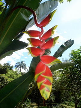 Heliconia - exotic plant