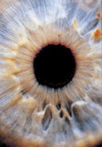 Human iris (no two are alike)