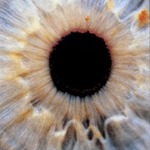 Human iris (no two are alike)