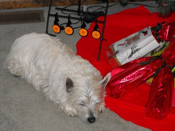 Merry Christmas 2013 from Wilson  Gone too soon 12-3-2014 A lovely Westie was he