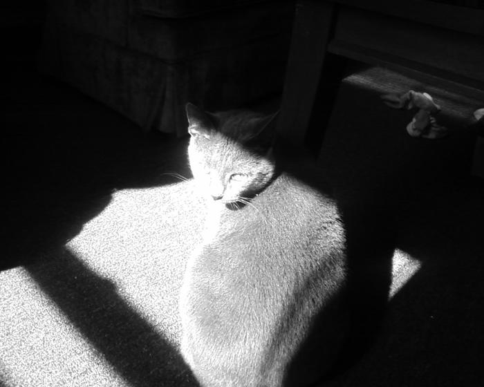 Bella basking in sun, in black and white.