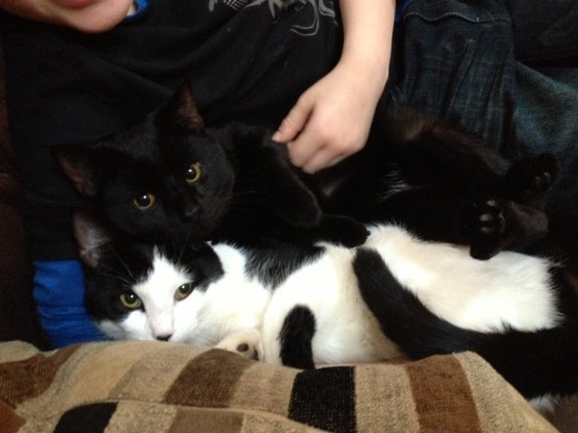 Kittens snuggling 1/16/14