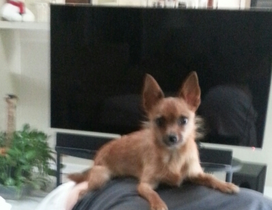 this is my rocky my lil man that is SOOOO Loved ....but WILL learn to stop barking--lol--'♥♥♥♥'