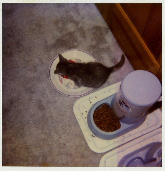 Kessie enjoying a meal a little after I brought her home. (June 2000)
