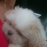my new lil puppy Rascal