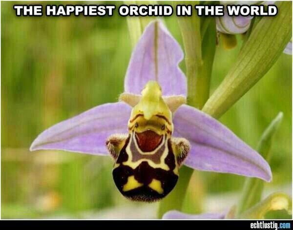 Happiest Orchid
