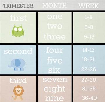 pregnancy week to month chart