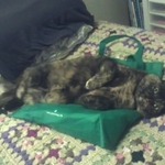 This is what happens if I leave a reusable grocery bag on the bed even for a short time