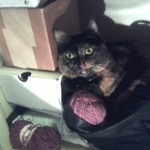 Akira found my yarn stash in the bottom of the linen closet