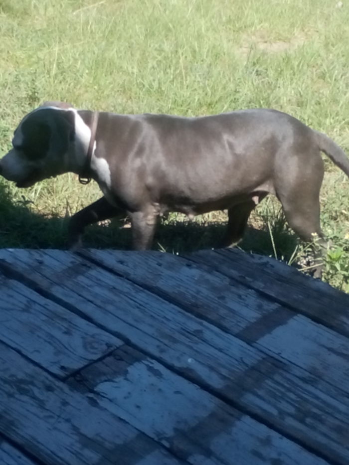 aries my sons pit he raised that I bred