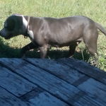 aries my sons pit he raised that I bred