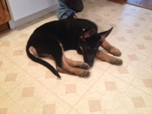 Meet the newest member of our family!  "Sarge", a 12 week old german shedherd pup!   