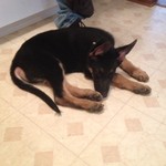 Meet the newest member of our family!  "Sarge", a 12 week old german shedherd pup!   