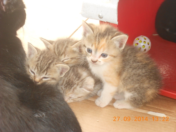 kittens rescued too young to adoption -2 weeks ago