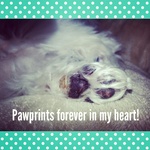 Pawprints forever in my heart !