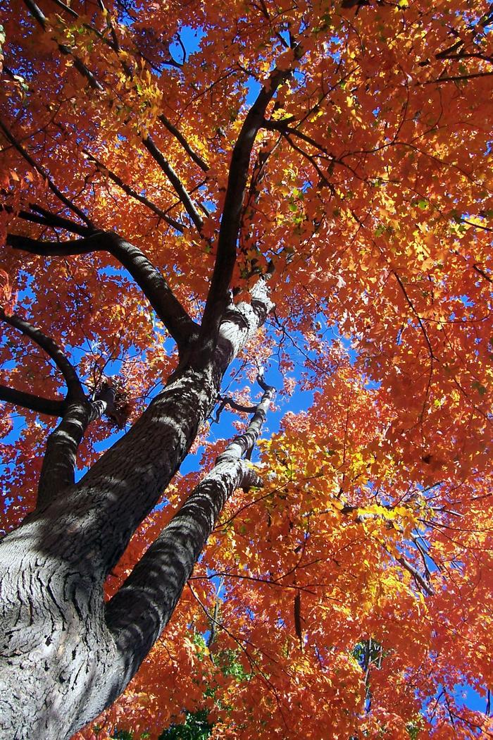 Washington DC trees in the fall